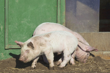 free range piglets 4