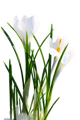 Spring flowers on a isolated white background