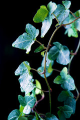 Beautiful leaves with droplets