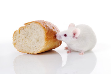 white mouse and bread on white background - 30763698