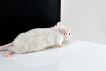 white mouse on black and white background