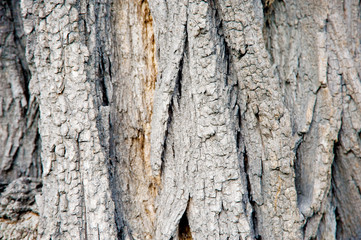 Tree bark