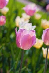 Closeup of a pink tulip in a garden