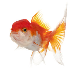 Lionhead goldfish, Carassius auratus