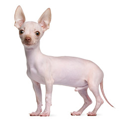 Hairless Chihuahua, 5 months old, standing