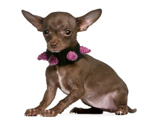 Chihuahua wearing collar, 6 months old, sitting
