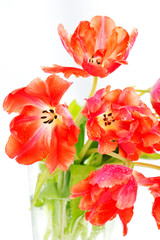Obraz na płótnie Canvas Red tulips on white background