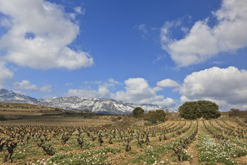 Fototapeta na wymiar Fields of vineyards