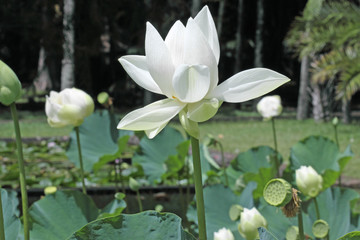 bassin  aux fleurs blanches de lotus sacré