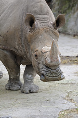 Naklejka premium サイのポートレート