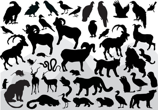 mountain animals collection isolated on white
