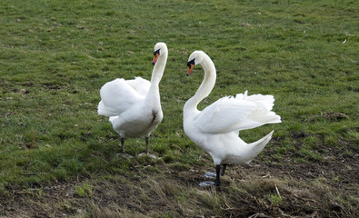 loving swan couple