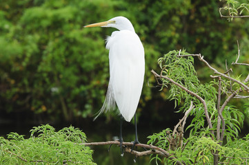 Great Egret