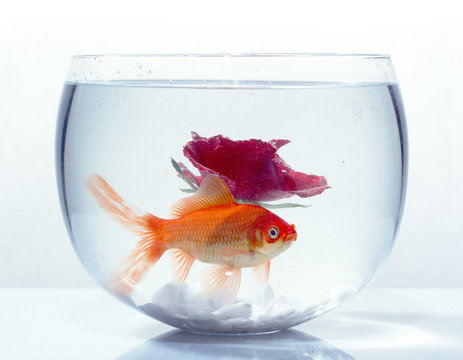 Goldfisch im Glas