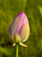 The Flower, pink lotus