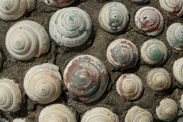 Shellwall  texture 1.