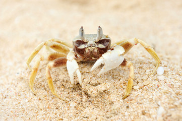 Crab on a beach