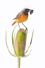 Mundo animal y vegetal.