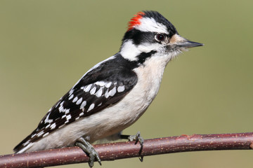 Male Downy Woodpecker (picoides pubescens) - obrazy, fototapety, plakaty