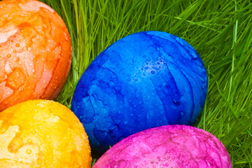 farbige Ostereier mit Tautropfen versteckt im Gras