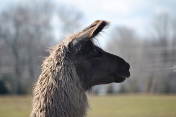 Alpaca Profile