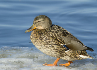 Mallard in the snow