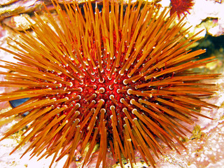 Macro view of a sea urchin, Paracentrotus lividus, Mediterranean sea, Vermilion coast, France