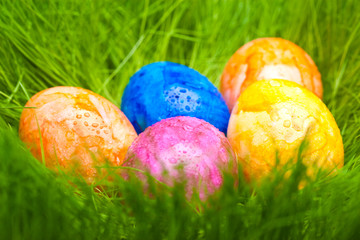 farbige Ostereier mit Tautropfen im Gras