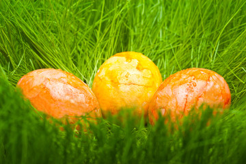 farbige Ostereier mit Tautropfen im Gras