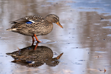 kaczka © Henryk Olszewski