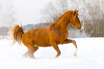 red arabian stallion runs gallop in the snow