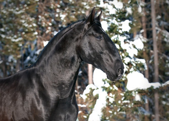 black Kladruber horse portrait in winter
