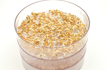 Sprossen in Keimschale