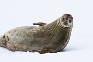 Seal rests