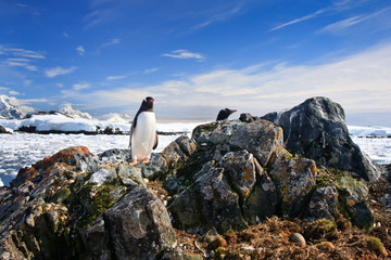 penguin protects its nest © Goinyk