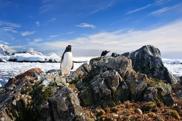 Foto op Plexiglas penguin protects its nest © Goinyk