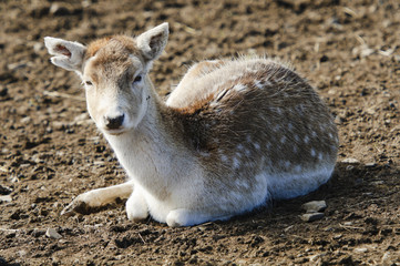 Fallow Deer Fawn