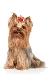 Yorkshire terrier on a white background