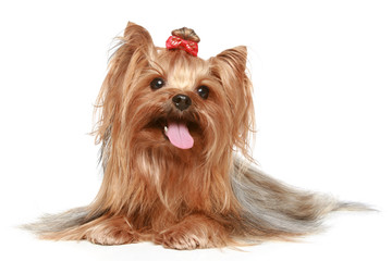 Yorkshire terrier on a white background