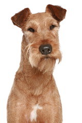 Irish terrier. Dog portrait