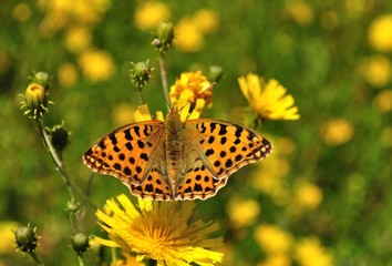 The Queen of Spain Fritillary
