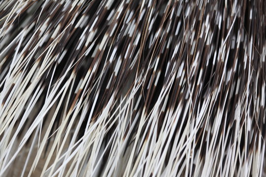 Stachelschwein