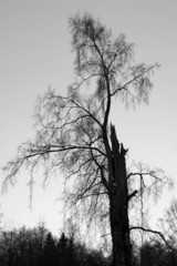 Sorrow tree