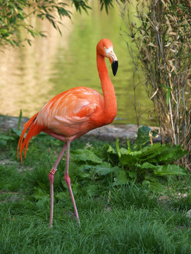 Fototapeta Chilean flamingo walking near water