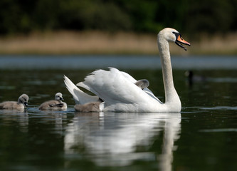 swans