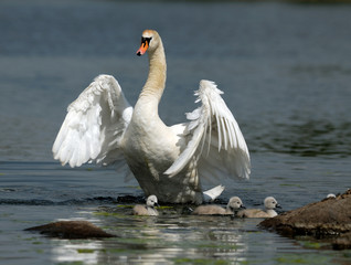 swans