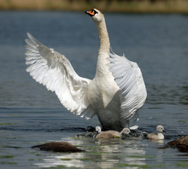 swans