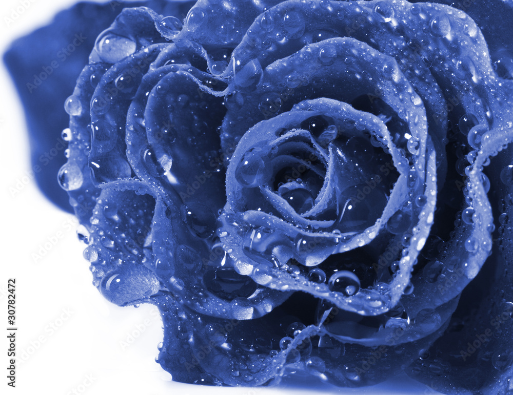 Wall mural beautiful blue rose