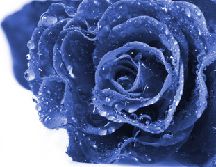 beautiful blue rose