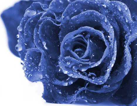 Fototapeta beautiful blue rose